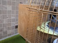 Nimfa (cockatiel) cütü və qəfəs dəsti - Növ: Nimfa (cockatiel) – sarı — الصورة 3