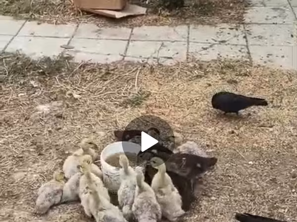 Ducks