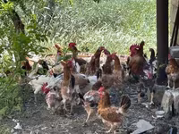Chickens — 3-сурет