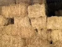 Tiucuri de fan și lucernă — Foto 2