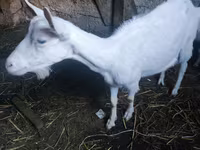 تيس, Saanen goat — الصورة 3