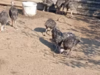 Turkeys — الصورة 3