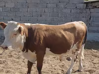 Bulle, Swiss cattle — Foto 2