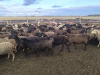 Ram, Sheep — photo 2