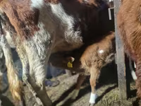 Kuh, Latvian Blue cattle — Foto 3