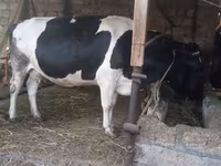 Kuh, Russian Black pied cattle — Foto 7