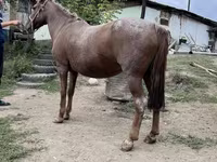 فرس, Kazakh horse — الصورة 5