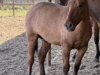 حصان, Mugalzhar horse — الصورة 6
