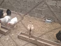 Chickens — الصورة 3