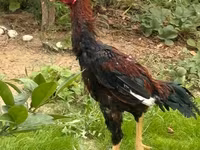 Chickens — Foto 1