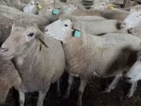 公羊, Sheep — 照片 3