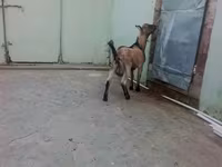 Ziegenbock, Ziegen — Foto 2