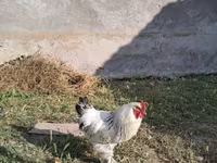 براهما — الصورة 2