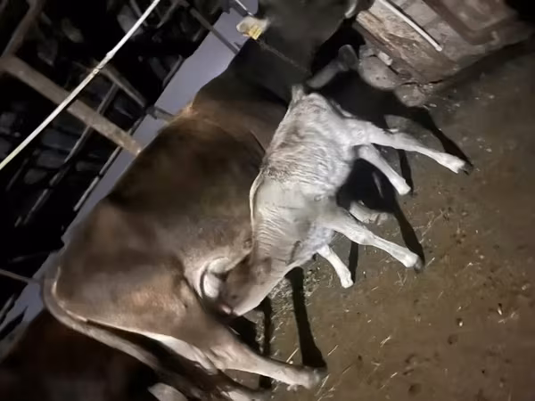 بقرة, الماشية