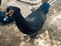 Ducks — الصورة 7