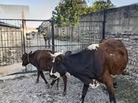 بقرة, Simmental cattle — الصورة 6