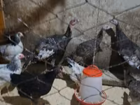 Chickens — الصورة 2