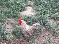 Chickens — 2-сурет