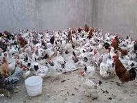 Chickens — photo 4