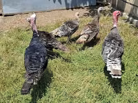 Turkeys — фото 1