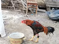 Chickens — photo 7