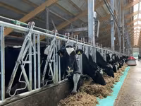 Cow, Holstein breed — photo 3