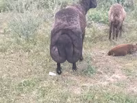كبش, Karakul sheep — الصورة 4