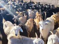 Goats (batch, sex not specified), Goats — photo 2