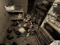 Turkeys — الصورة 4