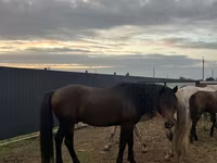 Madyan, Kazakh horse — foto 4
