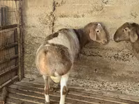 Ram, Arashan sheep — photo 4
