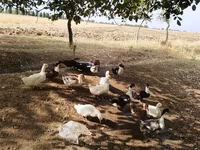 Deutscher Pekin — Foto 2