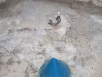 Quduc başlıqlı göyərçin yuvası/sığınacağı Məhsul təsviri: - Konus — الصورة 1