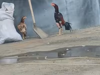 Chickens — फ़ोटो 2