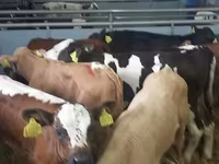 Бұқа, Simmental cattle — 3-сурет