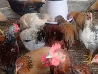Chickens — Foto 2