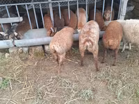 Sheep (batch, sex not specified), Sheep — photo 1