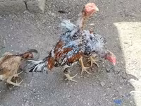 Chickens — الصورة 6