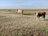 Kuh, Simmental cattle — Foto 5