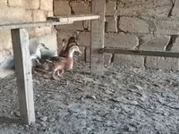 Ducks — Foto 1