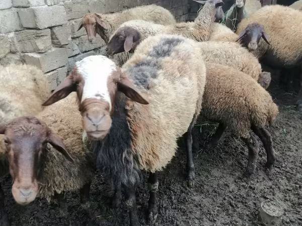 公羊, Sheep
