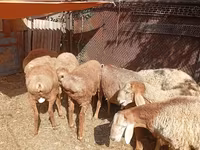 Widder, Rhon sheep — Foto 3