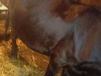 Cow, Cattle — photo 4