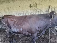 公牛, Red Estonian cattle — 照片 8