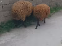 Қошқар, Қойлар — 3-сурет