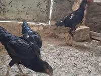 Шамо тауықтары — 3-сурет