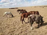 Hengst, Kazakh horse — Foto 1