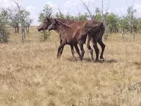 Stute, Kazakh horse — Foto 1