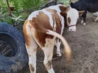 Bulle, Simmental cattle — Foto 3