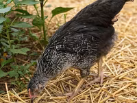 Chickens — फ़ोटो 1